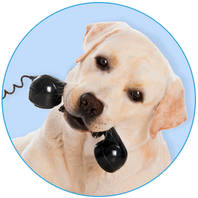 heres-the-phone-pup