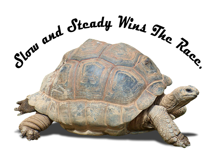 direct marketing covid19 coronavirus image tortise turtle